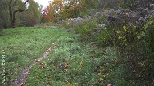 A winding trail cuts through a forest meadow in autumn, bordered by unmowed grass and goldenrod, capturing the quiet charm of seasonal transition.