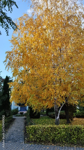 trees in autumn