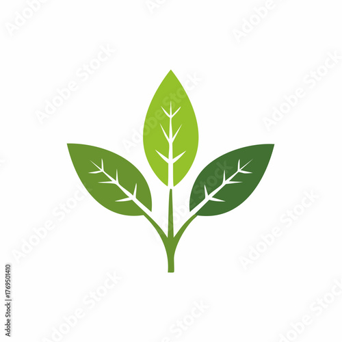Three vibrant green leaves on a stem representing nature organic growth and freshness