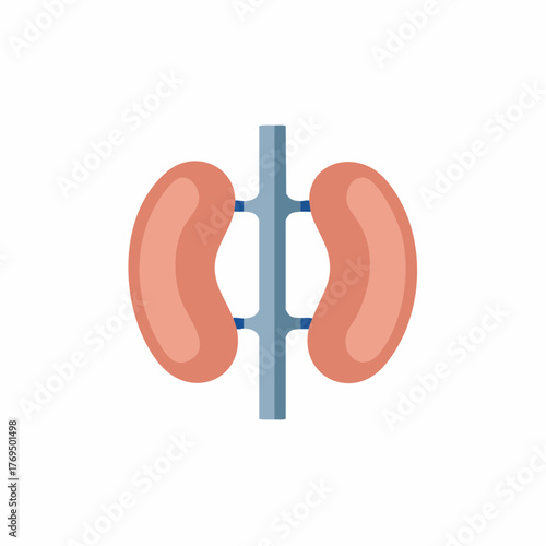 Human kidneys organ anatomy medical illustration graphic