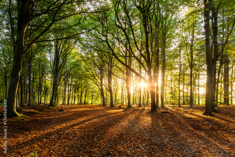Fototapeta premium Sunrise forest sunrays through autumn beech trees in Norfolk