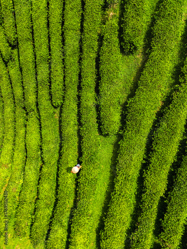 Aerial view of a solitary figure amidst the vivid green tea terraces, creating a mesmerizing pattern on the landscape, long coc, PhÃº Thá», Vietnam.