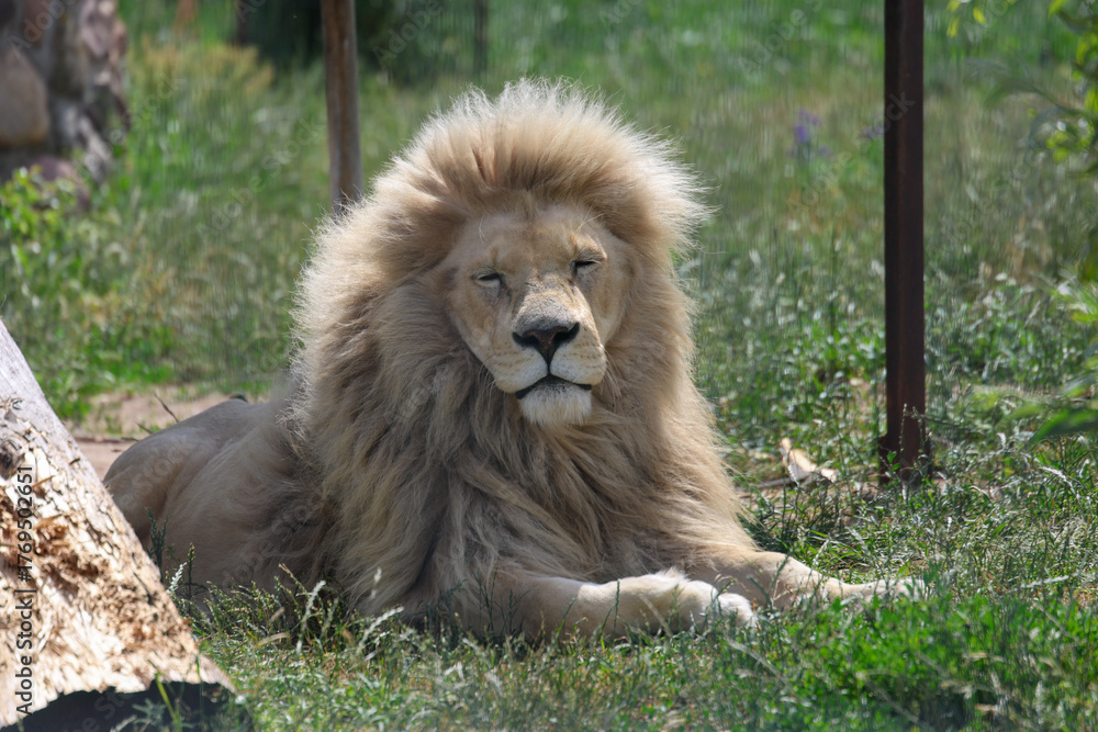 Obraz premium lion in the zoo