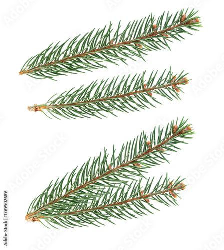 A set of simple spruce branches. Isolated pine tree on white background for Christmas design.
