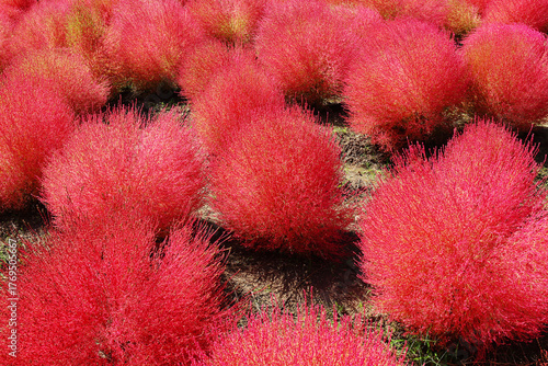 紅葉したコキア