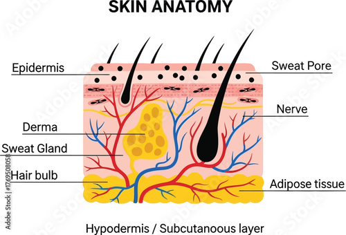 Skin anatomy diagram showing epidermis derma and hypodermis layers