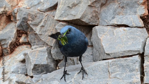 Blue rock thrush male with food in the beak // männliche Blaumerle mit Futter im Schnabel (Monticola solitarius) 