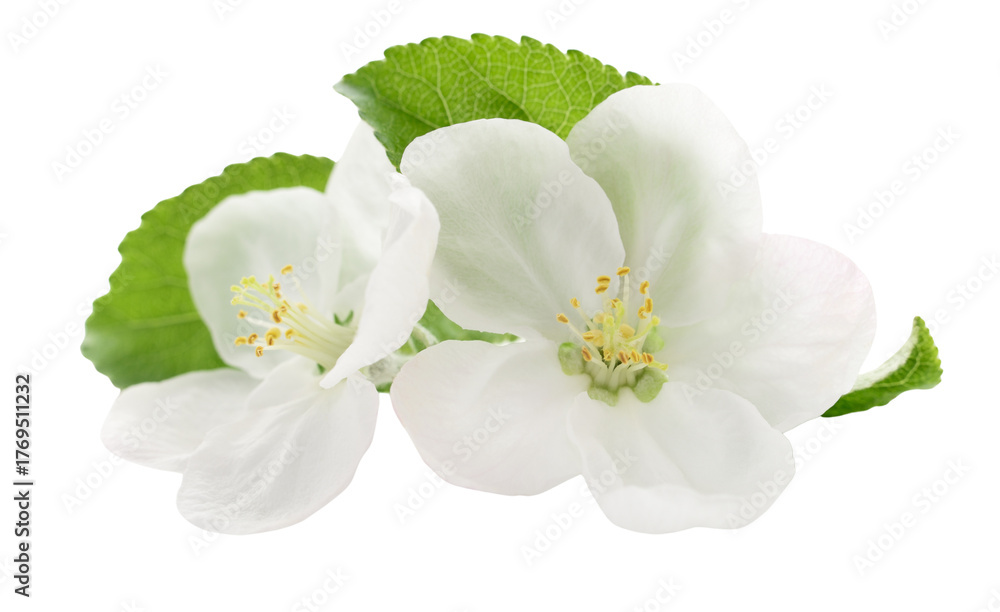 Obraz premium White Apple Blossoms A Fresh Springtime Bloom in Detailed Macro Photography