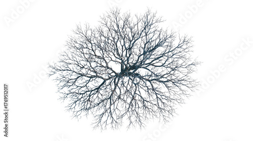 Leafless winter tree with detailed branches top view isolated on a Transparent background, PNG file.