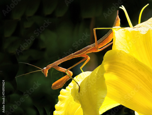 Isolated closeup of brown praying mantis perched on yellow petals of daylily blossom waiting to snare its next meal.