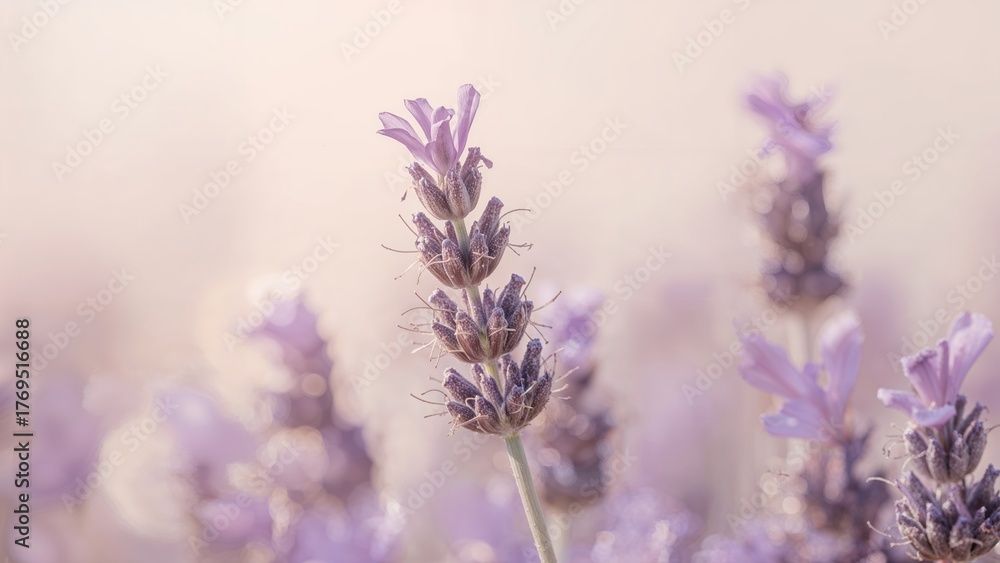 Fototapeta premium Close-up of lavender blossoms with a blurred background and soft lighting