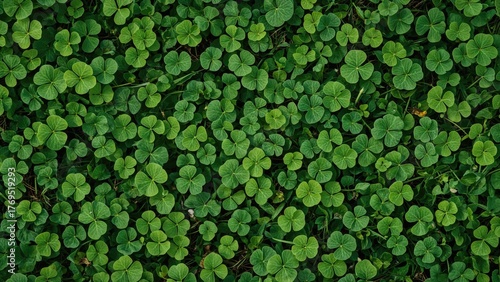 A low lying fresh green clover patch with trifolium, the three-leaf shape plant, symbolizing good luck in Irish outdoor pasture foliage and lush emerald lawn carpet.