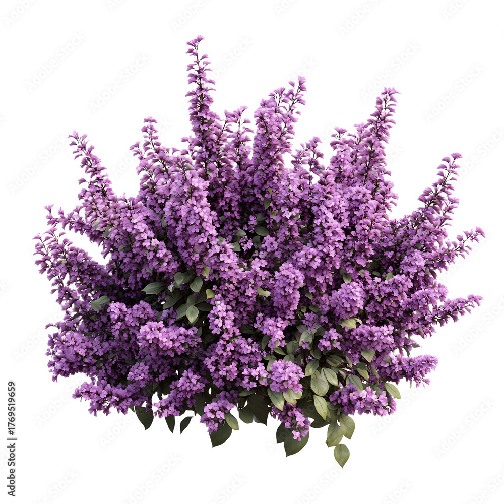 Obraz premium Vibrant Purple Flower Shrubbery Trio on Transparent Background