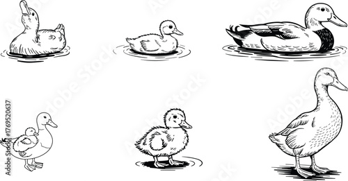 goose svg, geese, canada geese, grey goose, bird, Farm life, Animal, duck, Peeking,