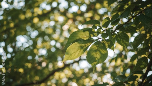 Wallpaper Mural Beautiful environment with leaves in focus and a blurred background. High-quality image with selective focus and bokeh effect. Torontodigital.ca