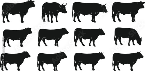 Cow silhouette collection, grazing cow poses, bull icon set, livestock vector, farm animal shapes, flat vector illustration, black silhouettes