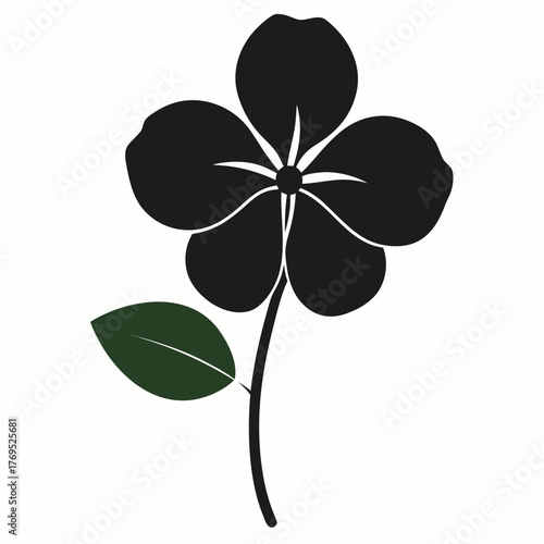 honesty flower lunaria annua silhouette on white