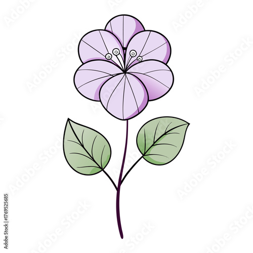 honesty flower lunaria annua flower line art on white