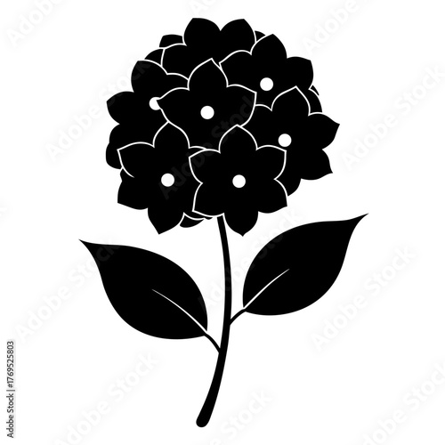  hydrangea paniculata