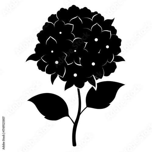 hydrangea paniculata