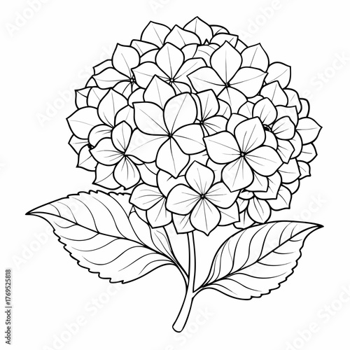 hydrangea white line art flower on white