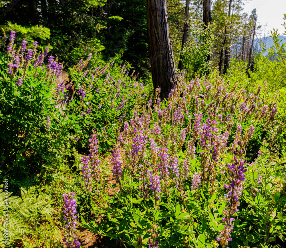 Fototapeta premium Wild Lupine Flowers Growing on The Boole Tree Trail, Sequoia National Forest, California, USA