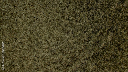 Overhead view of an ancient grass texture, aerial picture with field surface texture, aerial view of a swamp, view of the grass texture from a great height.