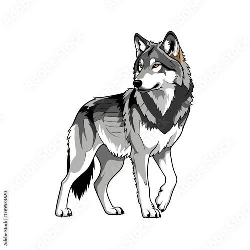wolf isolated on white background