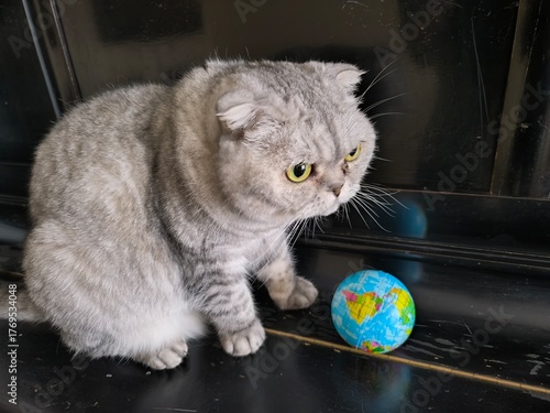 A Scottish fold-eared cat, sitting next to a small globe