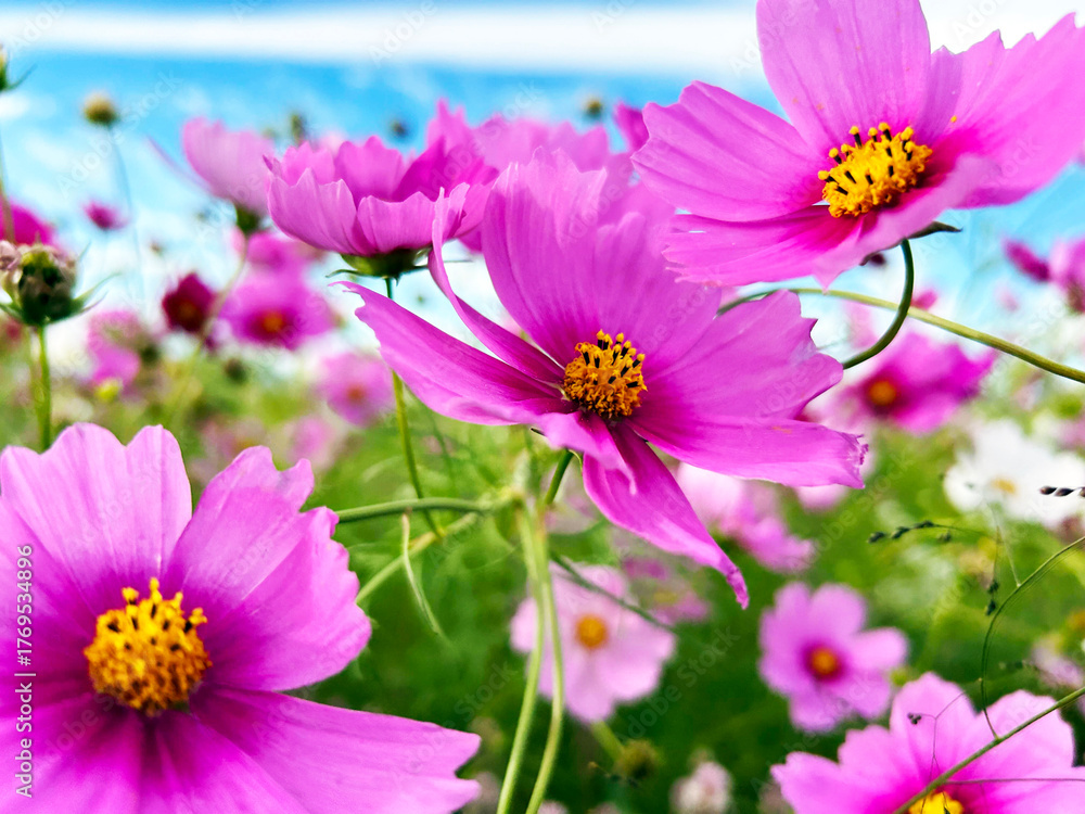 Obraz premium 色鮮やかなコスモス