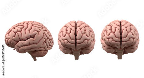 Three views of a human brain side, front, and back, isolated on transparent background