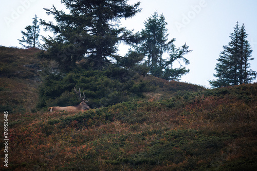 a red deer stag, cervus elaphus, on the mountains in the rutting season at a autumn morning