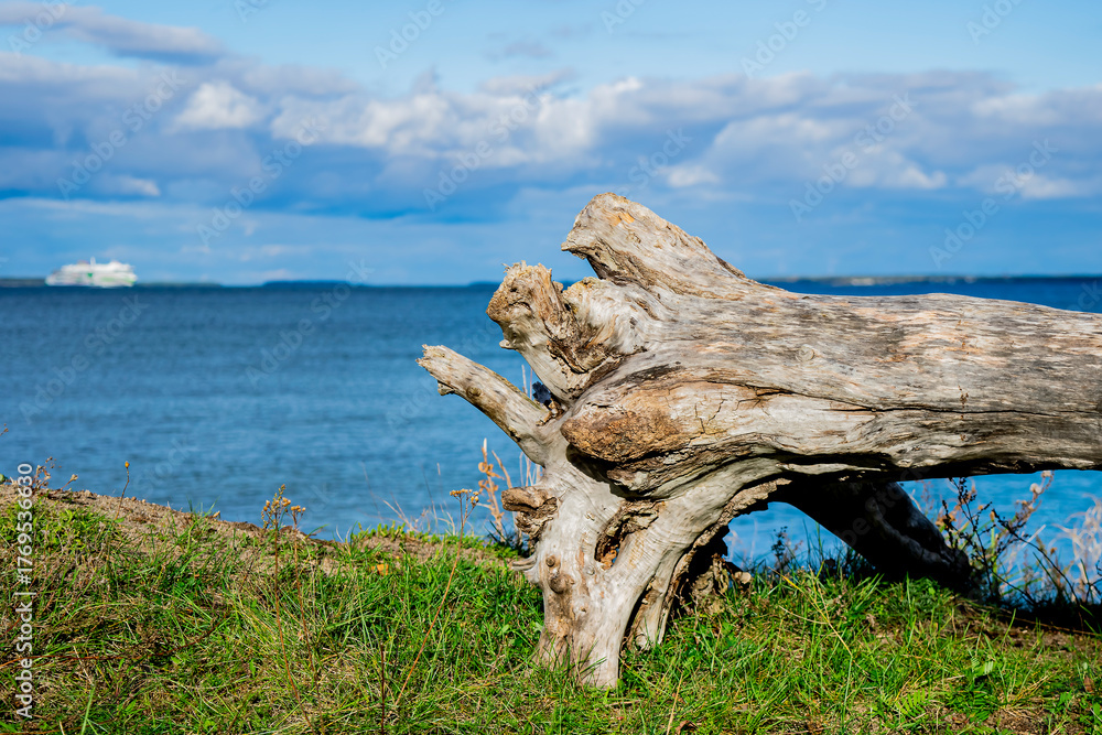 Fototapeta premium dead tree on the beach