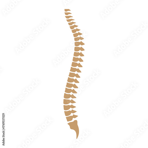 Spine Anatomy Structure