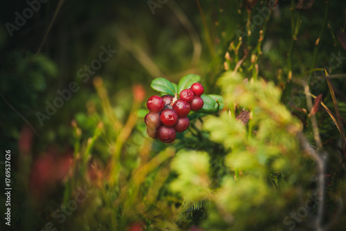 the harvest of delicious cranberries at a autumn day