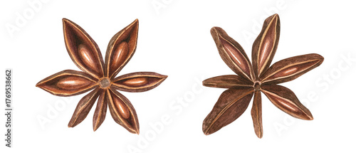 Aromatic dried badian spice with seeds clip art watercolor illustration on isolated background. Star Anise pod. Baking ingredient for cooking winter recipes, menu, spice stores, Christmas drinks.