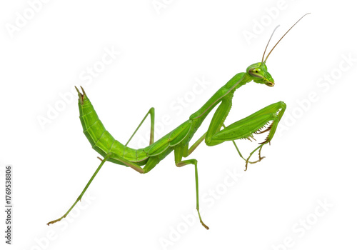 Isolated praying mantis posing in a neutral position, with bright green skin and long legs