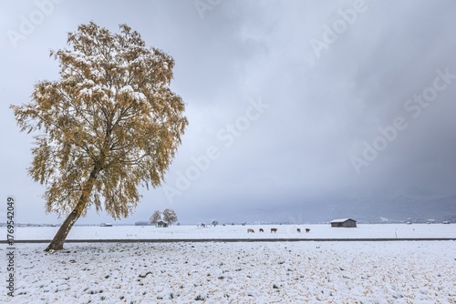 Autumnal discoloured tree, birch, snowfall, snow, autumn, Loisach-Lake Kochel-Moor, Alpine foothills, Bavaria, Germany