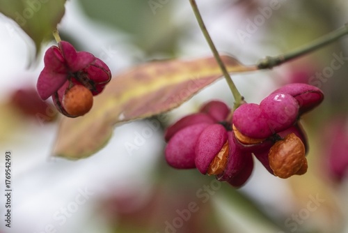 Peacock, spindle bush (Euonymus europaeus), fruit stand, Emsland, Lower Saxony, Germany