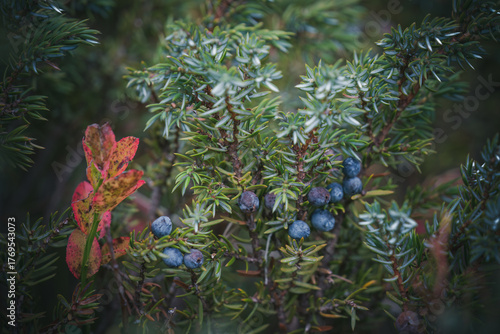 harvest of juniper berries, a special spice from the mountain meadow