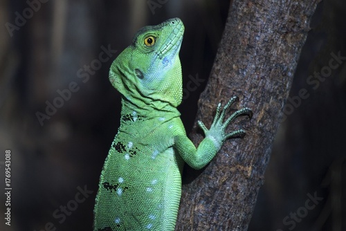 Lesser Antillean Iguana (Iguana delicatissima), juvenile, captive, Germany
