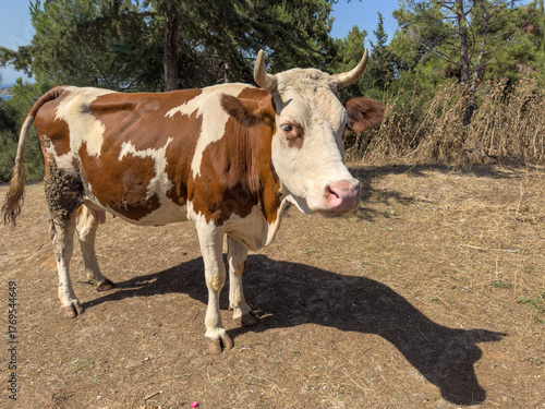 Brown and white cow with horns standing in nature