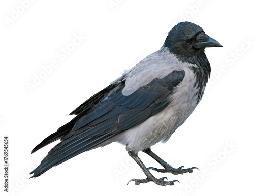 a big and beautiful gray and black crow