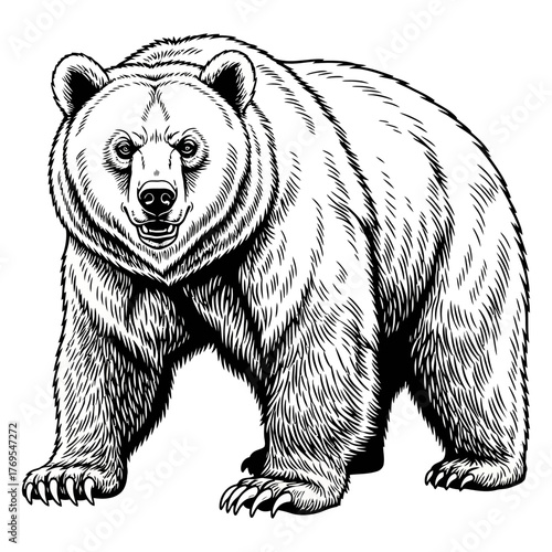 black and white engraving style illustration of an aggressive grizzly bear