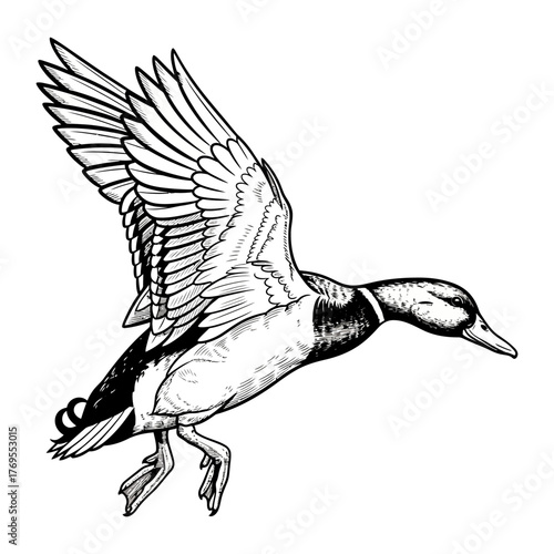 mallard duck hunting illustration logo vector image t shirt