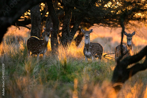 Canvastavla Spotted deer, in Calden Forest environment, La Pampa Province , Patagonia, Argentina