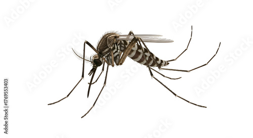 Aedes aegypti mosquito isolated on transparent background