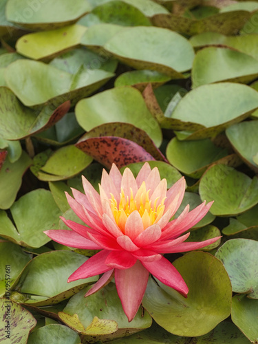 Seerose (Nymphaea spec.), Blattwerk mit Unschärfeverlauf
