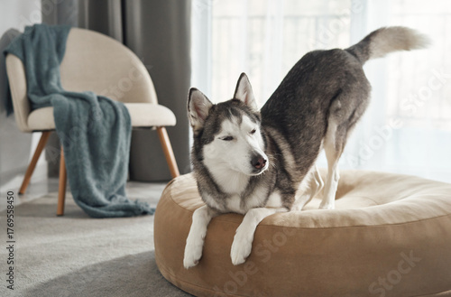 Fotografia A Siberian husky stretches its front legs while standing on a soft dog bed