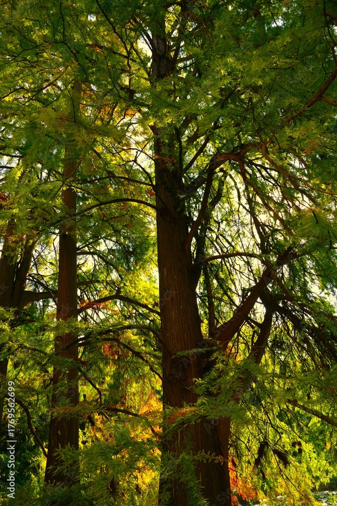 Fototapeta premium Big tree in the wood high in the sky with rays of sun in autumn day